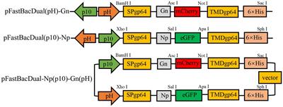 Evaluation of the immunogenicity of vaccine candidates developed using a baculovirus surface display system for Crimean-Congo hemorrhagic fever virus in mice